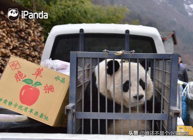 大熊猫草草引种成功了么,大熊猫草草野外引种几次