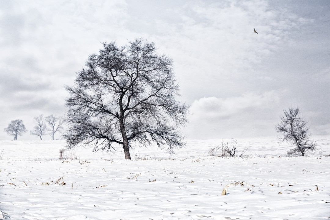 优秀团队推荐书,打造优秀团队的经典案例