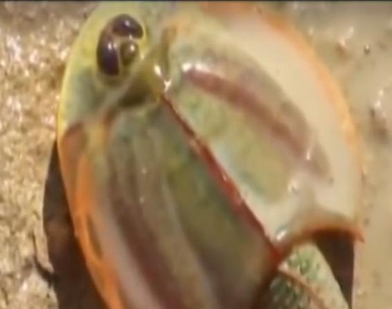 稻田惊现不明生物行动诡异,大山深处不明生物真相大揭秘