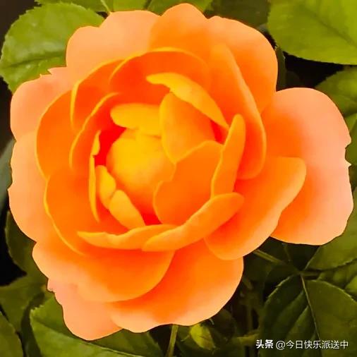 美醉了的月季花图片,各种颜色的月季花图片