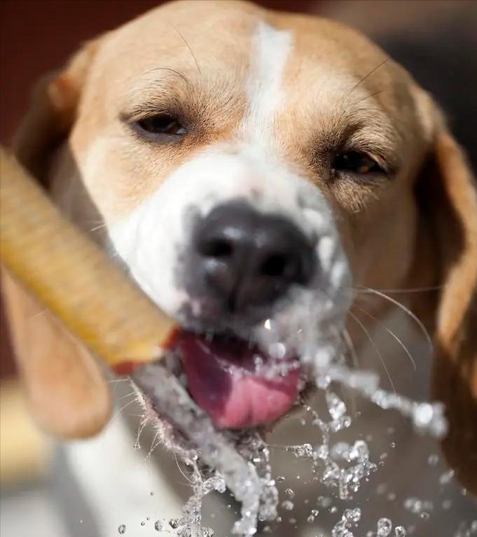 狗狗经常喝粥好吗,狗狗经常喝茶水好吗