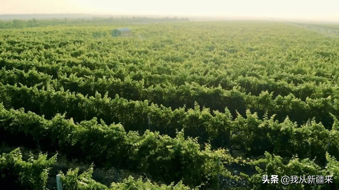 *疆新**葡萄的自我修养