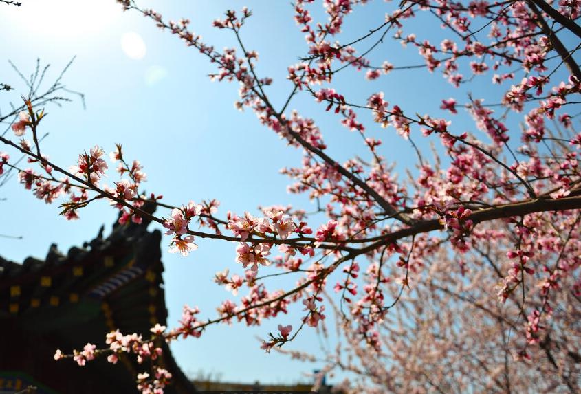 杏花桃花梨花荷花的诗有哪些,关于描写桃花杏花的唯美诗句