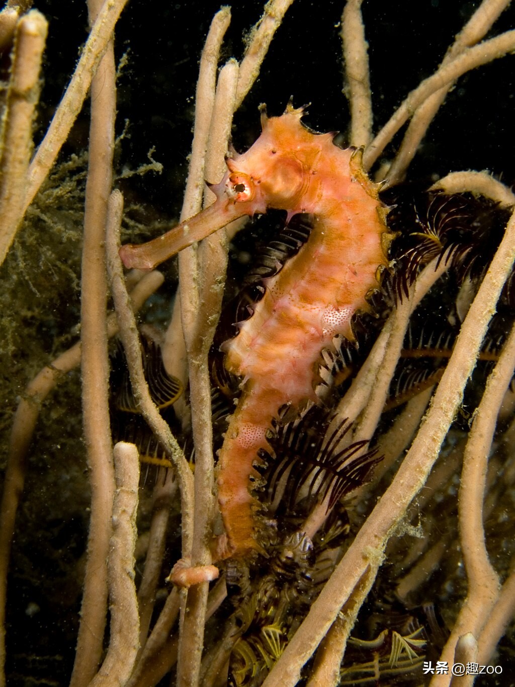 十大品牌海马的排名,十大最强海马