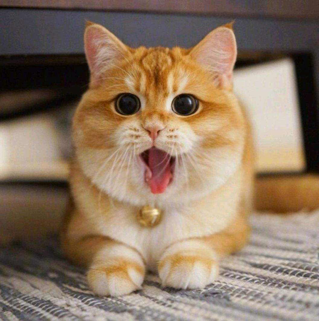 为什么有的猫咪看着不胖却很重,五种最容易胖的猫是什么猫