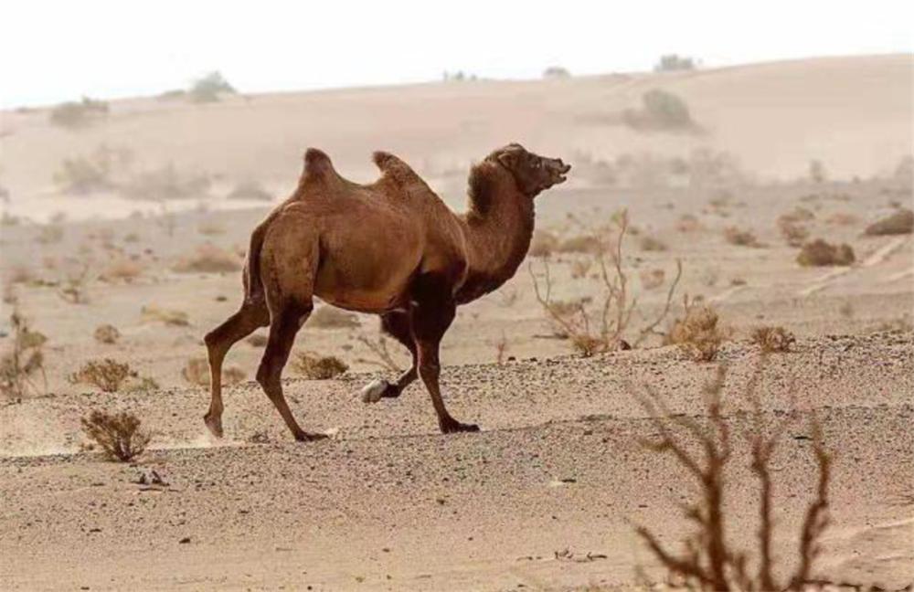 狼群围攻藏野驴400公斤,戈壁滩发现野生骆驼