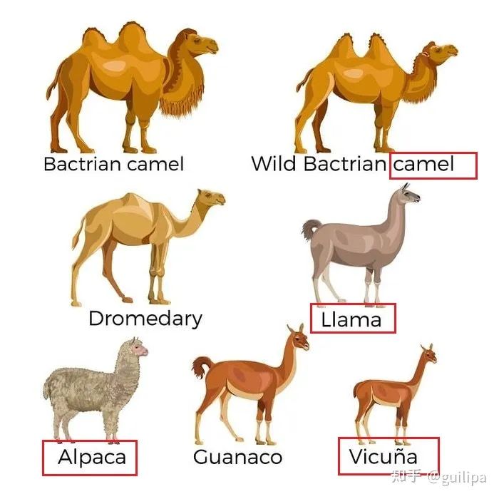 现在比较好用的chatgpt模型,国内的大模型和chatgpt4.0比较