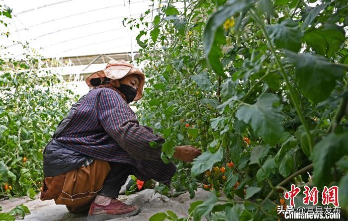 感受高原新发展——中外媒体*藏西**行采访综述