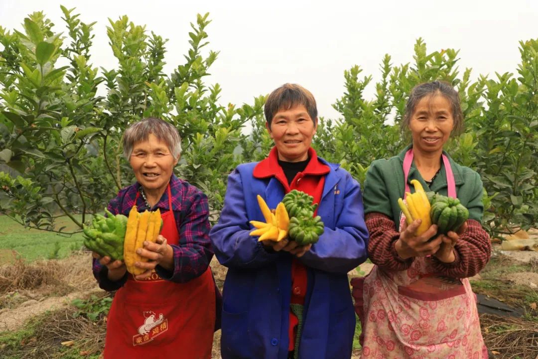 川佛手种植前景与经济效益,川佛手抗旱