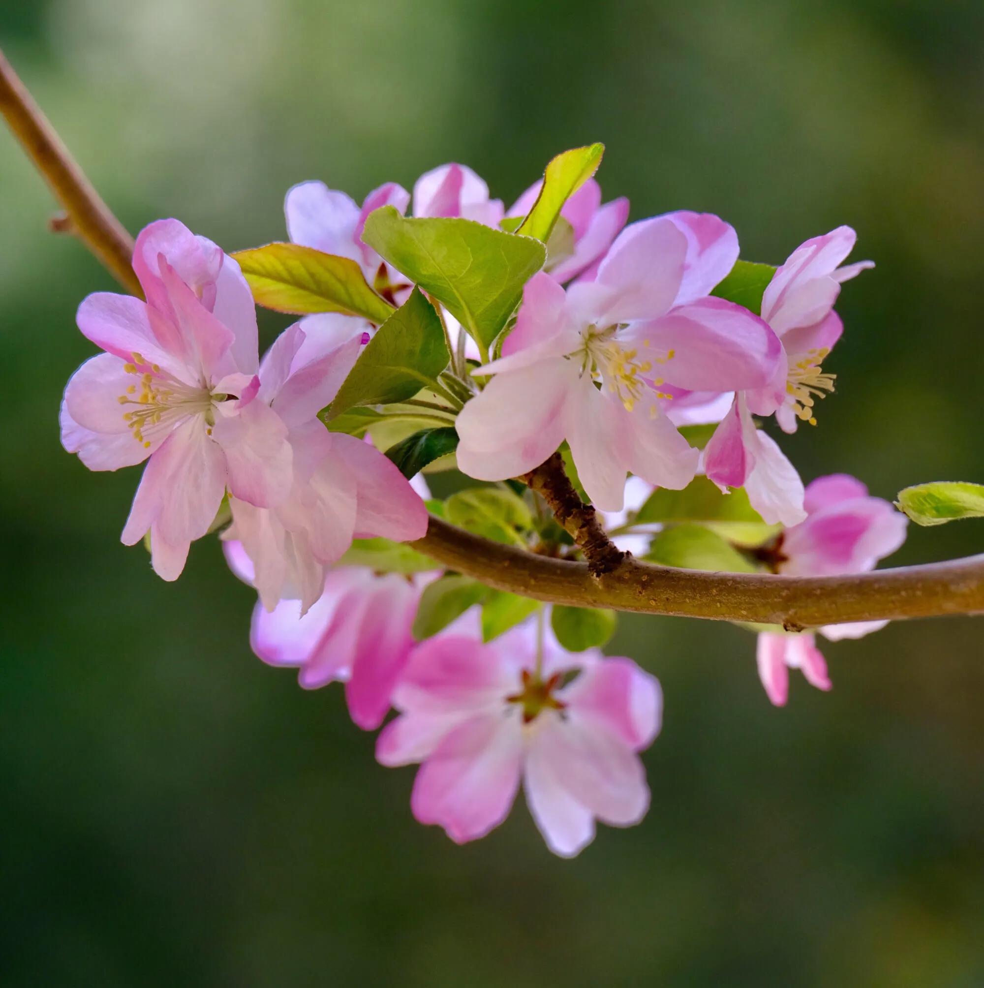 西府海棠花白色,西府海棠花骨朵