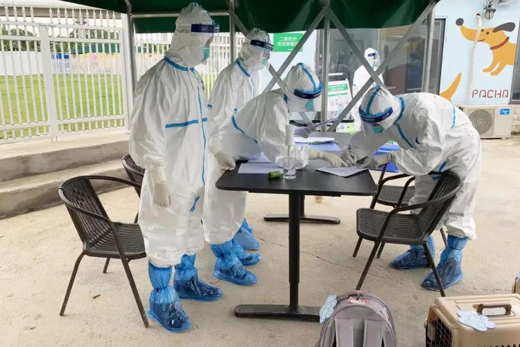 疫情宠物被无害化处理怎么办,无害化处理宠物狗