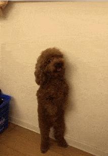 泰迪的七种缺点,黑泰迪的优点与缺点