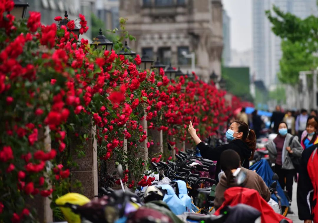 最好看的月季花海,百万株月季怒放惊艳五月初夏