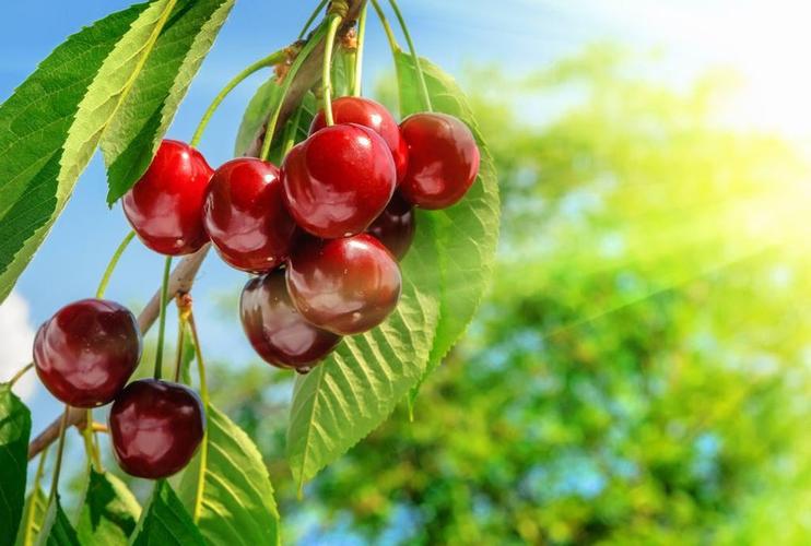 巴哥犬可以吃什么水果,巴哥犬能吃什么水果