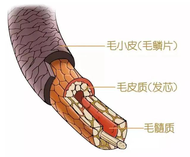 干枯毛躁的头发用什么护发,头发干枯毛躁头油多用什么护发素