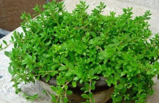 垂盆草对肝脏有什么好处,垂盆草对胆有什么好处