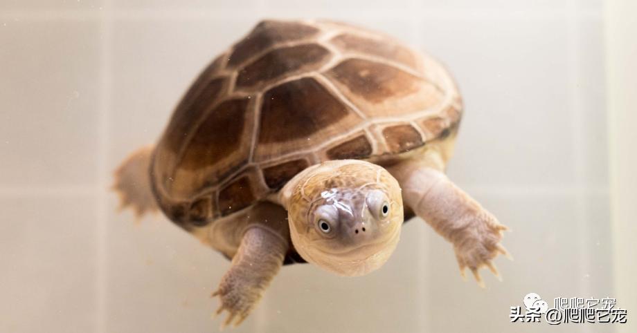 看看哪些三位数龟类性价比高！