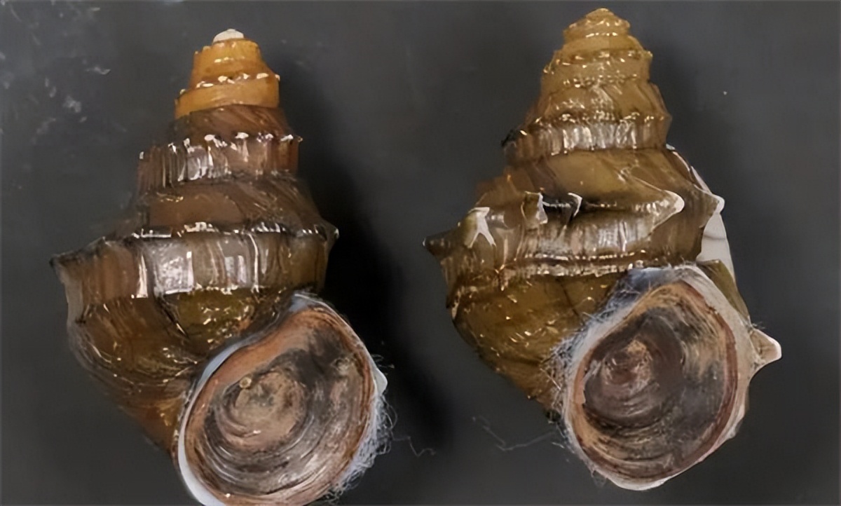 螺蛳粉被列为国家二级保护动物吗,国家二级保护动物螺蛳粉