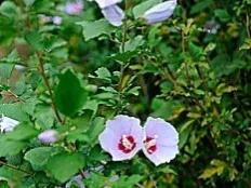 无穷花为什么叫木槿花,木槿花又叫扶桑花吗