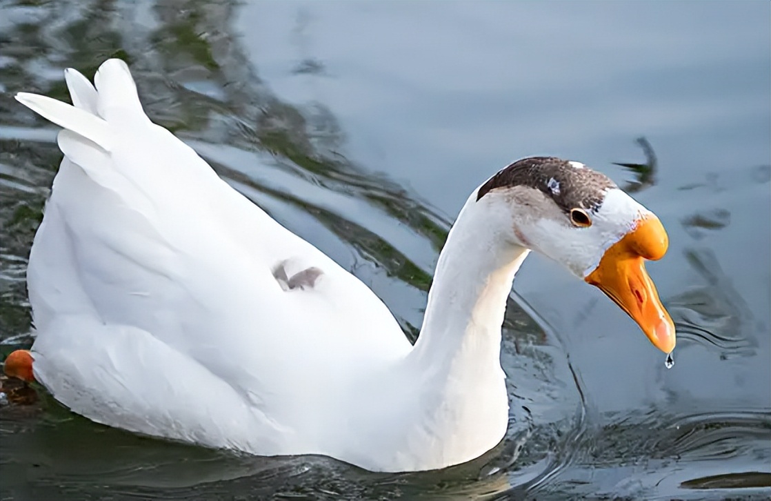 禽医聊养鸭,禽医说养殖