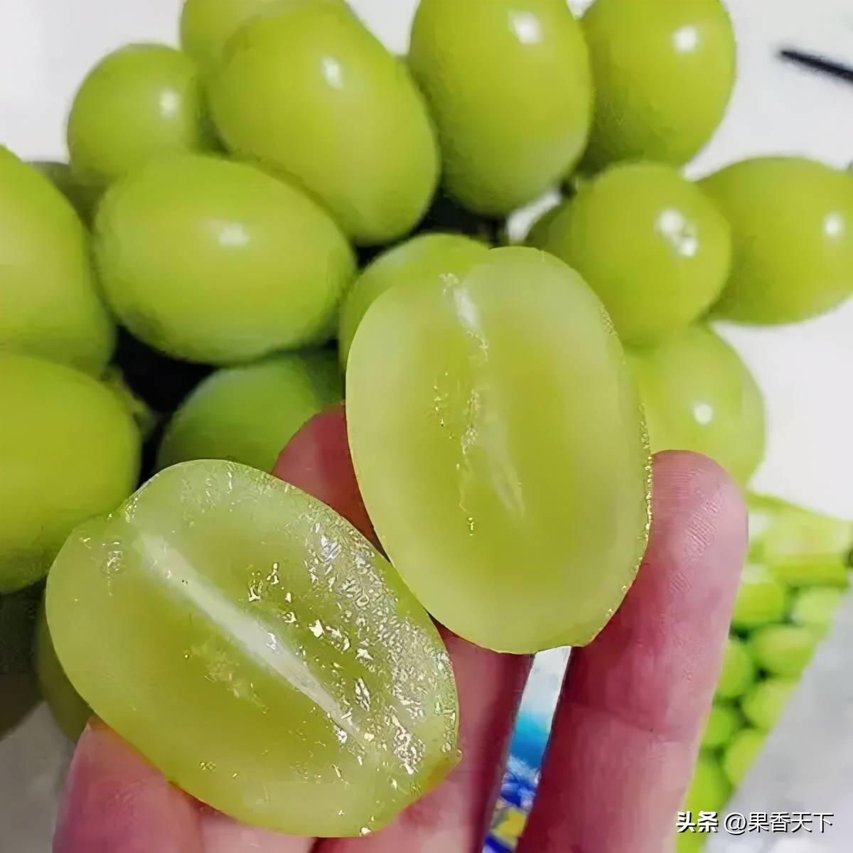 阳光玫瑰种植前景分析,阳光玫瑰前期种植技术全套