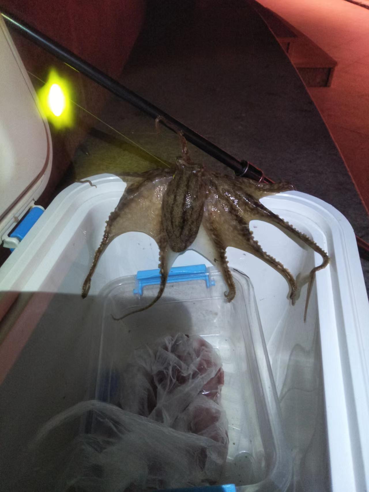 海鲈是哪种钓法,海钓常见海洋鱼类识别方法