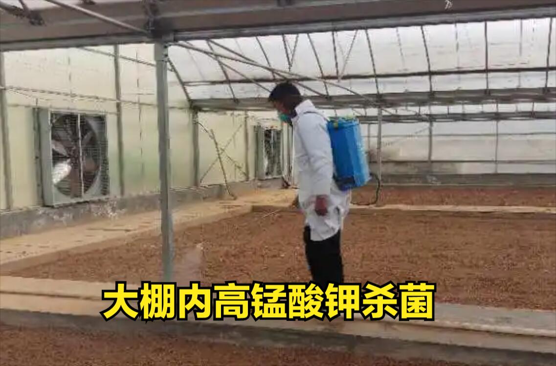 高锰酸钾对细菌病害有用吗,3%高锰酸钾