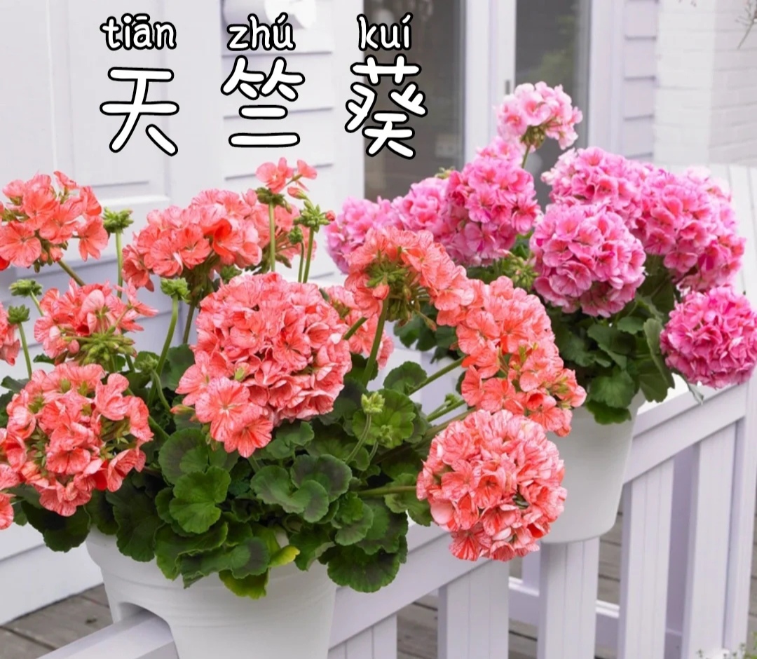 阳台上可以种什么蔬果,阳台上适合种的蔬果