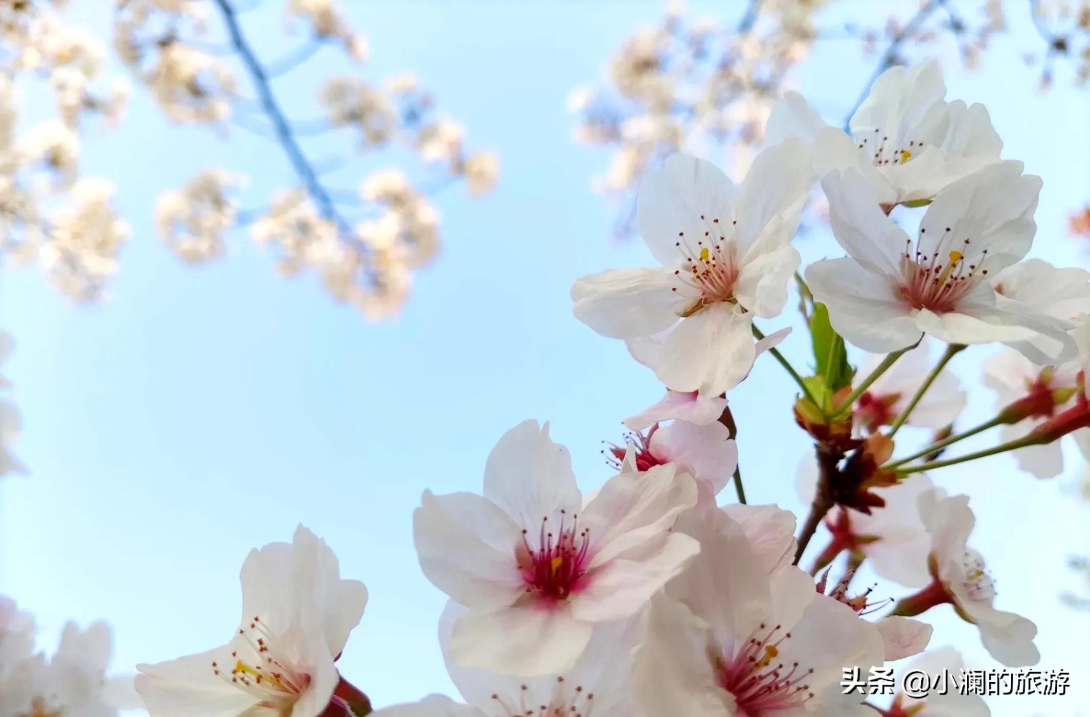 上海市八大免费赏樱地，去过一次的人，基本会再去第二次