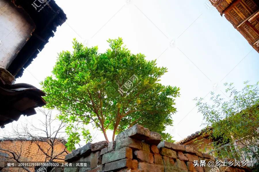 农村小院子种什么树最合适,农村庭院种树怎么好看