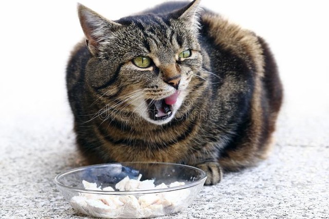 猫咪的味觉和人类的味觉不一样吗,猫咪味觉大全