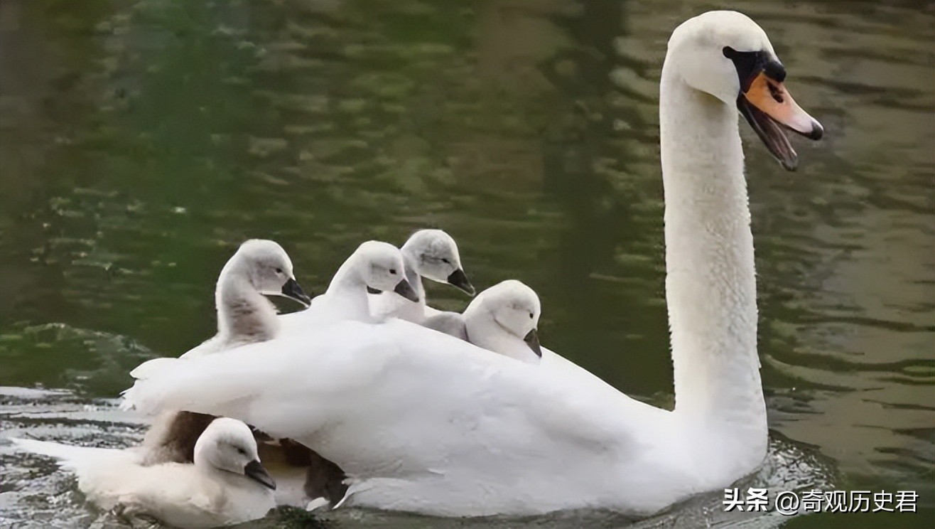 动物和人类行为的研究,有关动物行为的研究