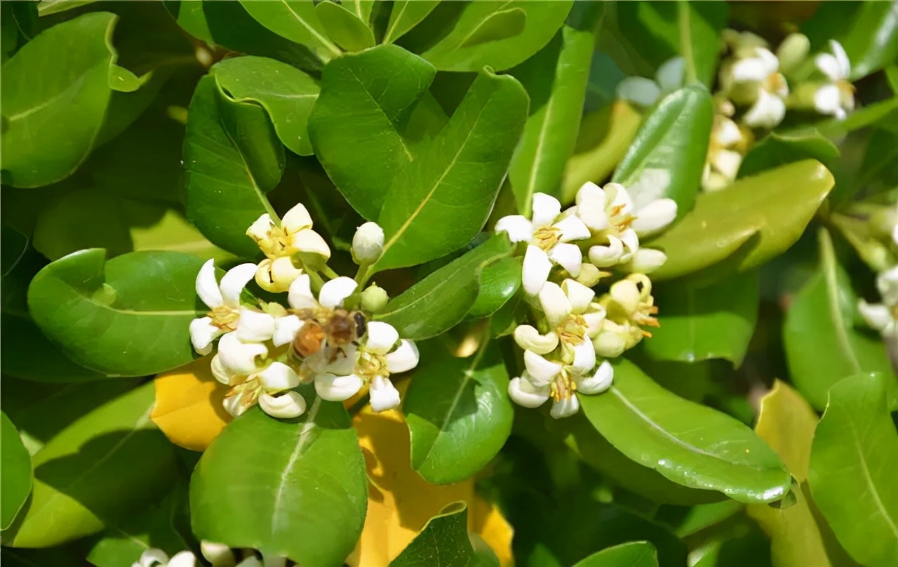 公园路边植物图片,路边的小植物有哪些