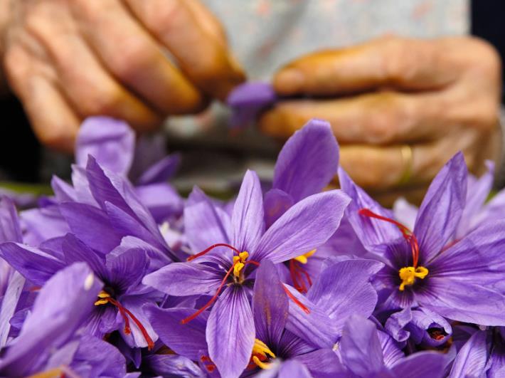 家里自己种的藏红花有那么贵吗,藏红花那么贵为什么没人大量种植