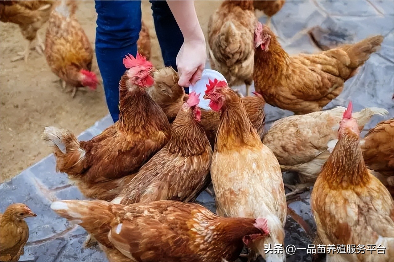 养猪饲料的骗局有哪些案例,饲料养殖的骗局有哪些案例