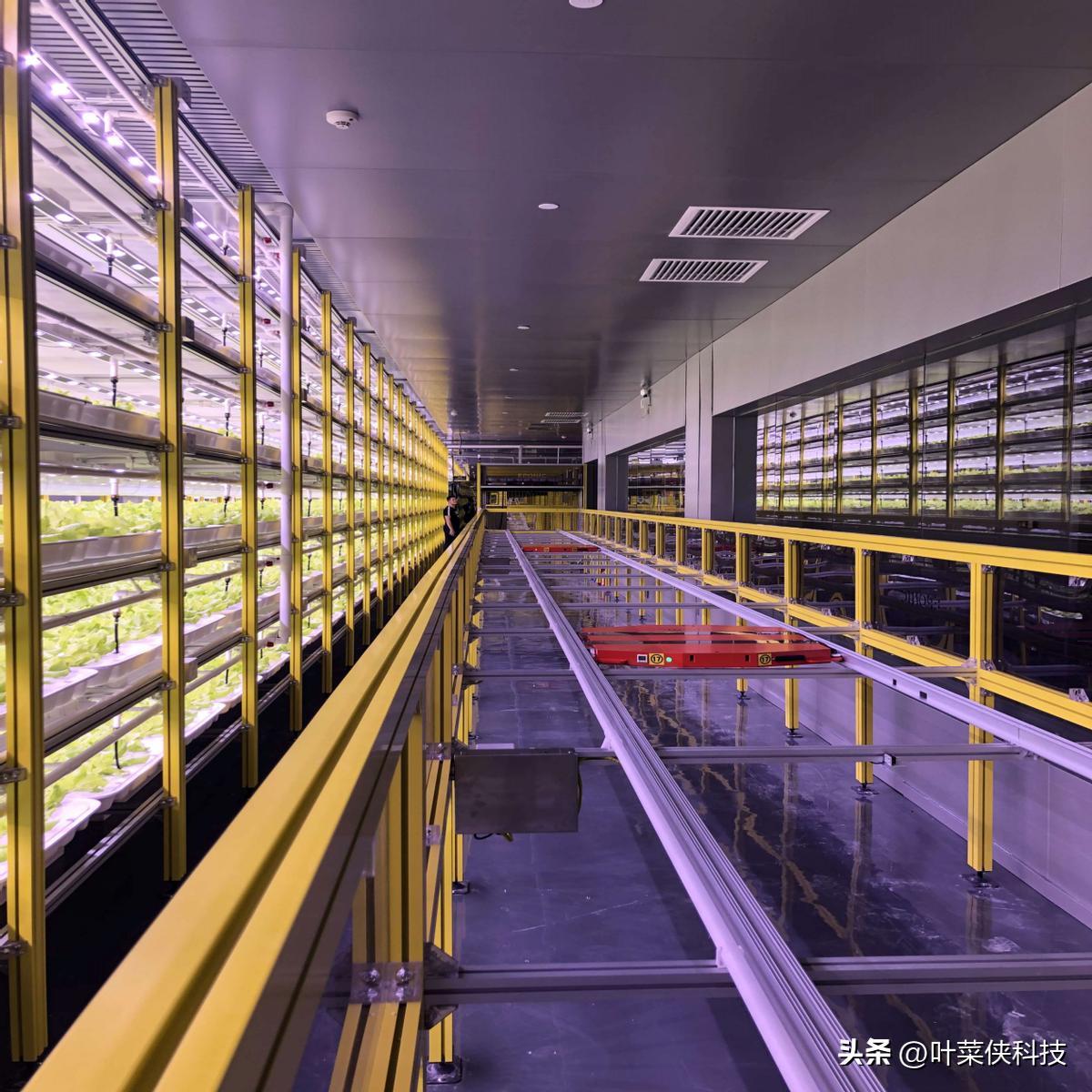 叶菜侠,了解植物工厂的种植技术