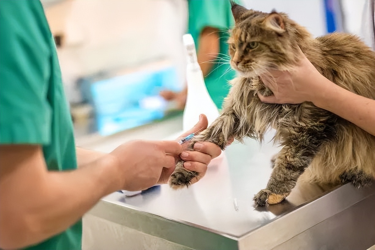 科学养猫攻略之新手养猫注意事项,猫怎么养新手养猫需注意4大问题