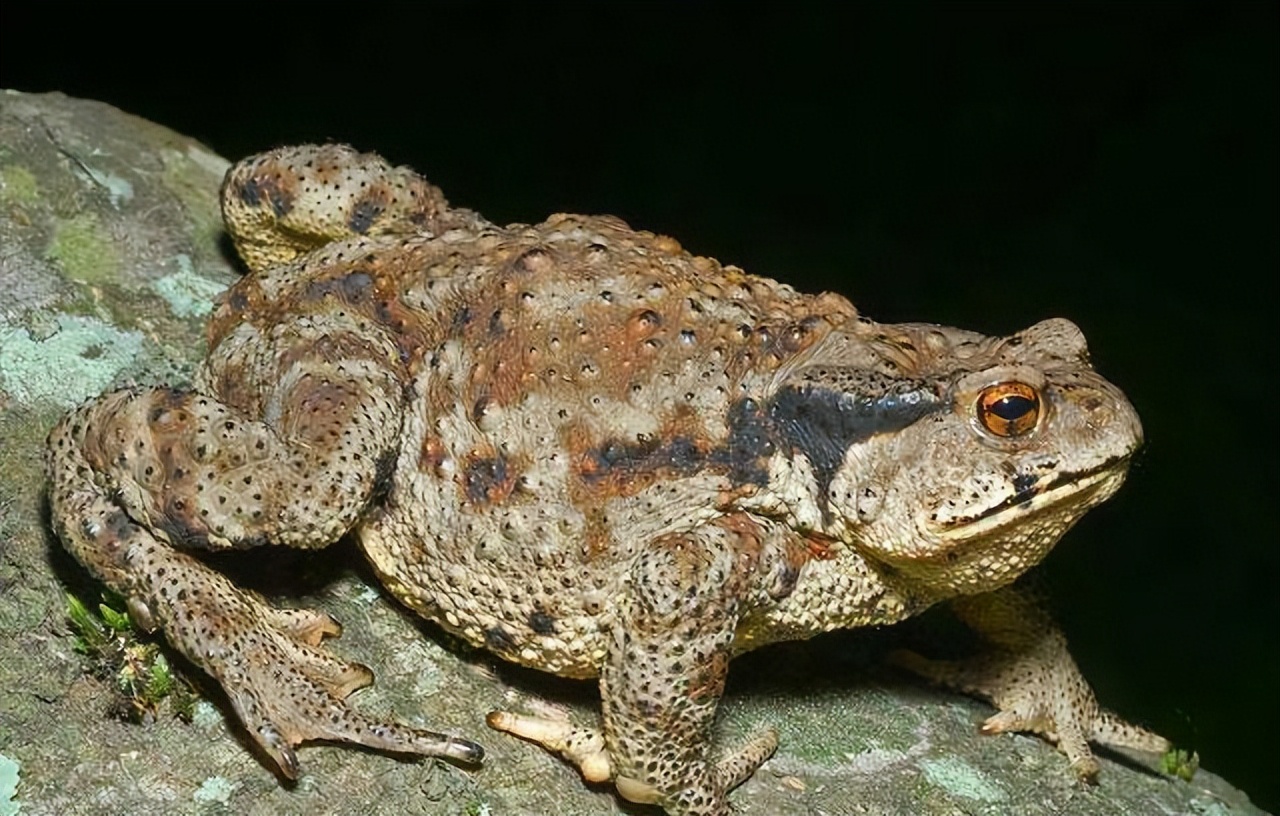 47岁坏死患者自述，迷信偏方吃癞蛤蟆，最终离婚，让专家心疼落泪