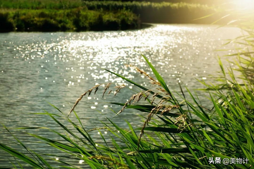 有意境的春天,有一种优雅的春天