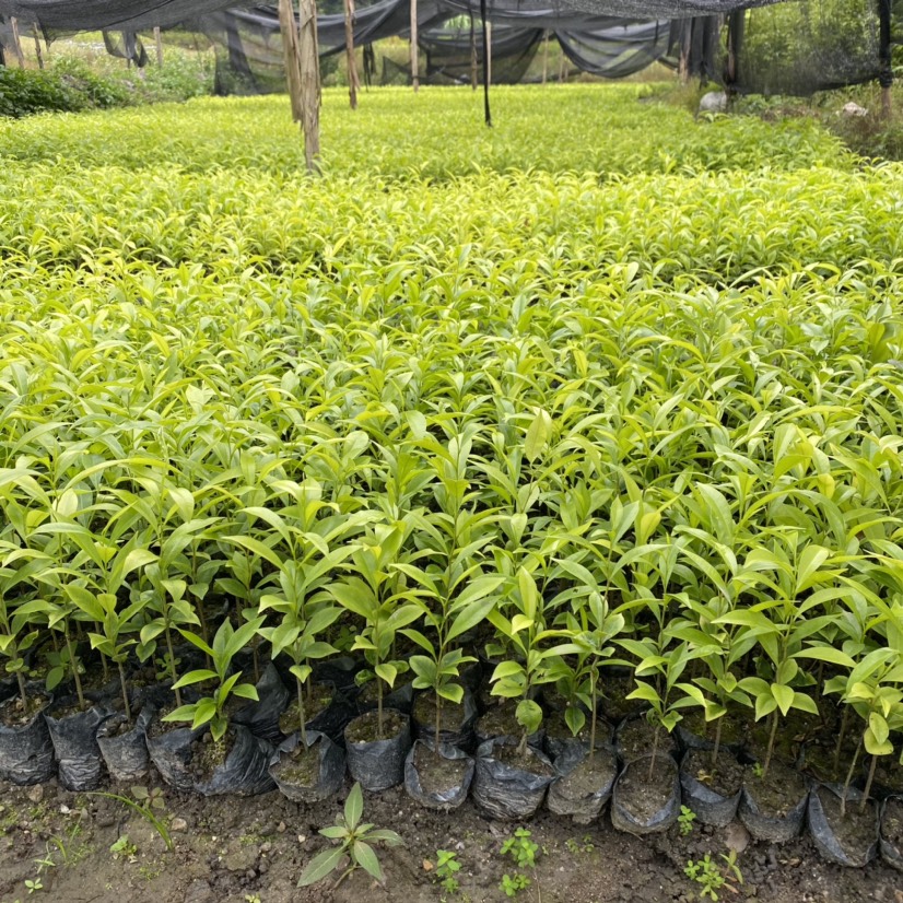 如何种植奇楠沉香不违法,种植奇楠沉香要去壳吗