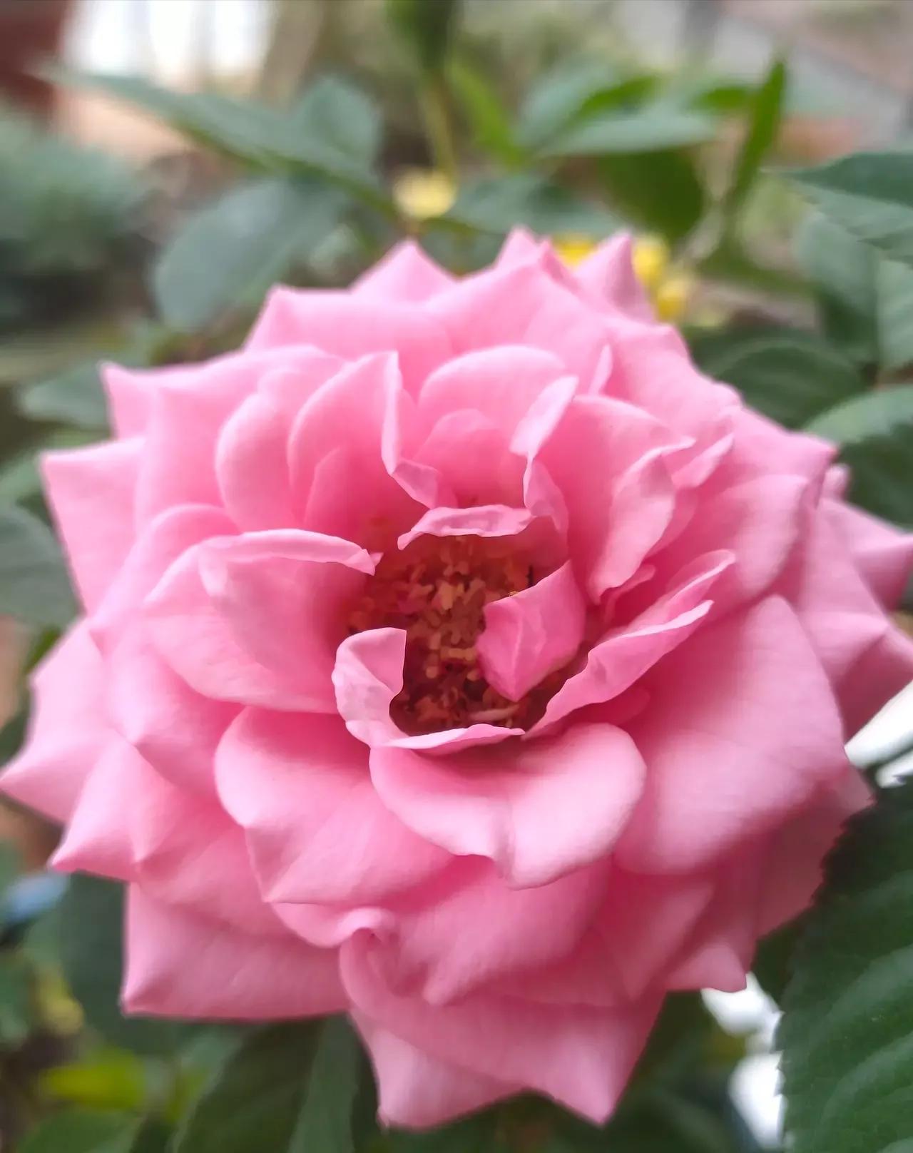 想要拥有自己的一间花店,好想拥有这样的一间花店