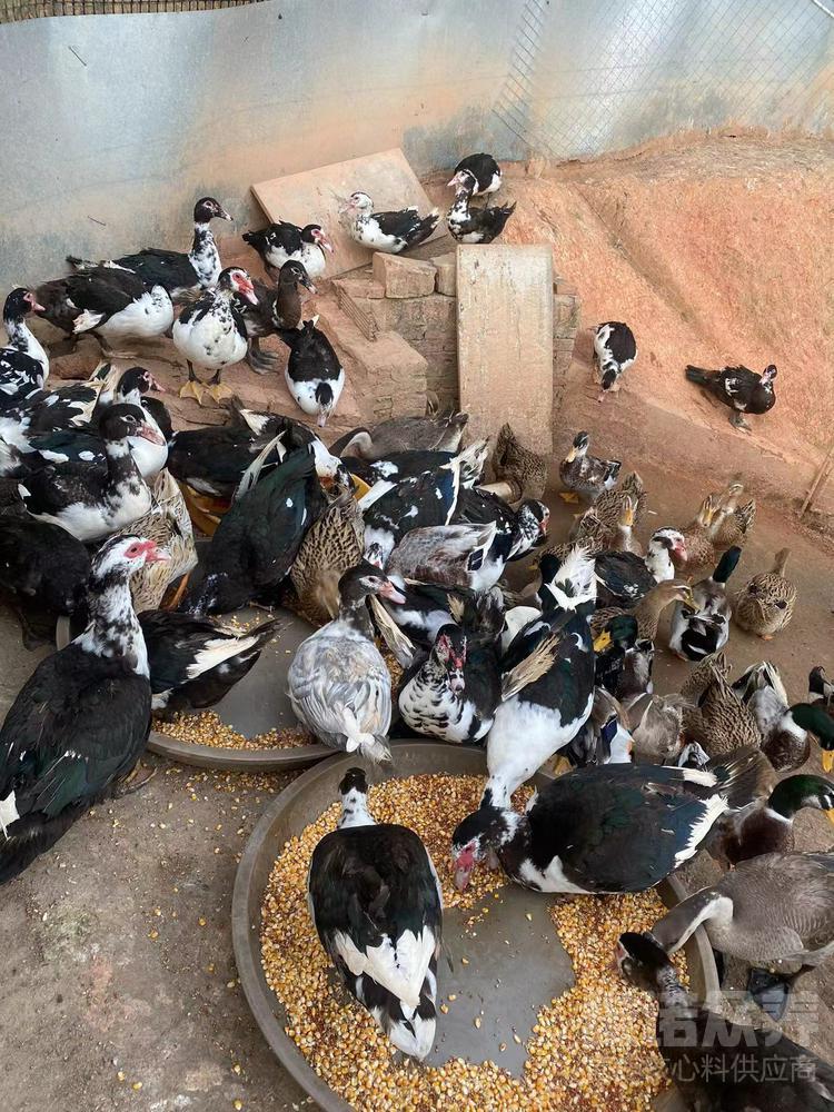 黑脸番鸭和红脸番鸭区别,番鸭的几个特点