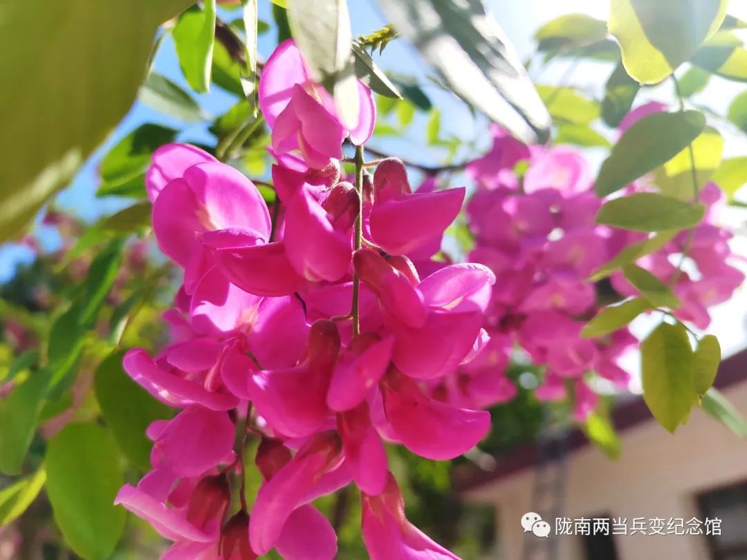 五月槐花香和洋槐蜜有什么区别,又是一年槐花香重温儿时有趣事儿