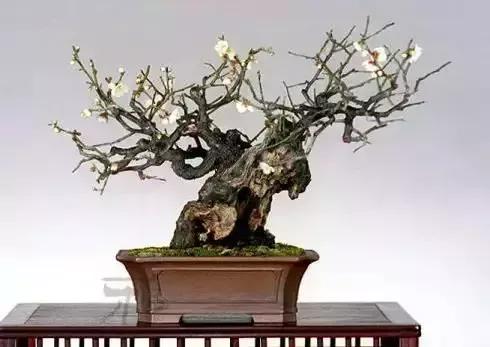 梅花老桩盆景,梅花盆景制作
