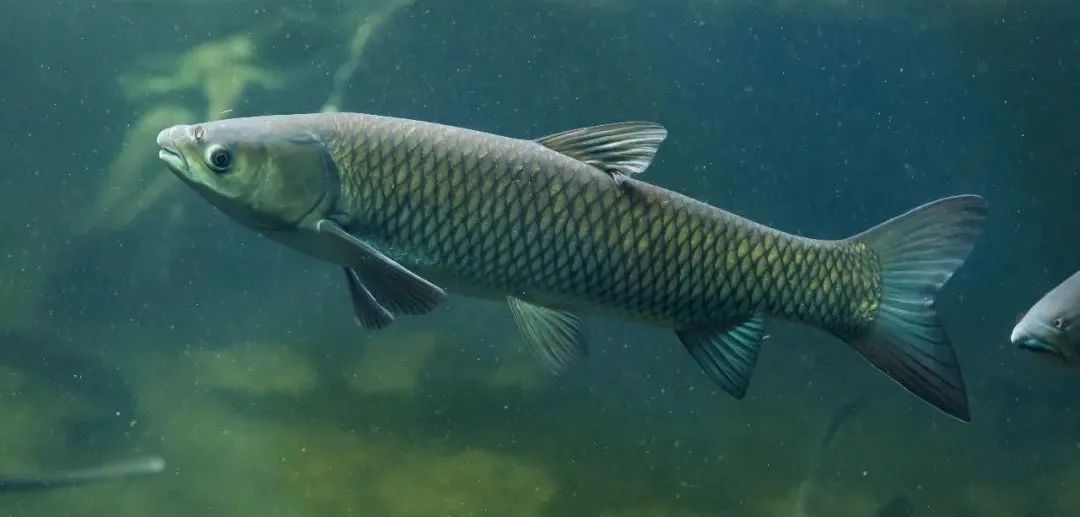 草鱼指环虫问题，苗种成鱼都高发！要知道一个必要，一个重要