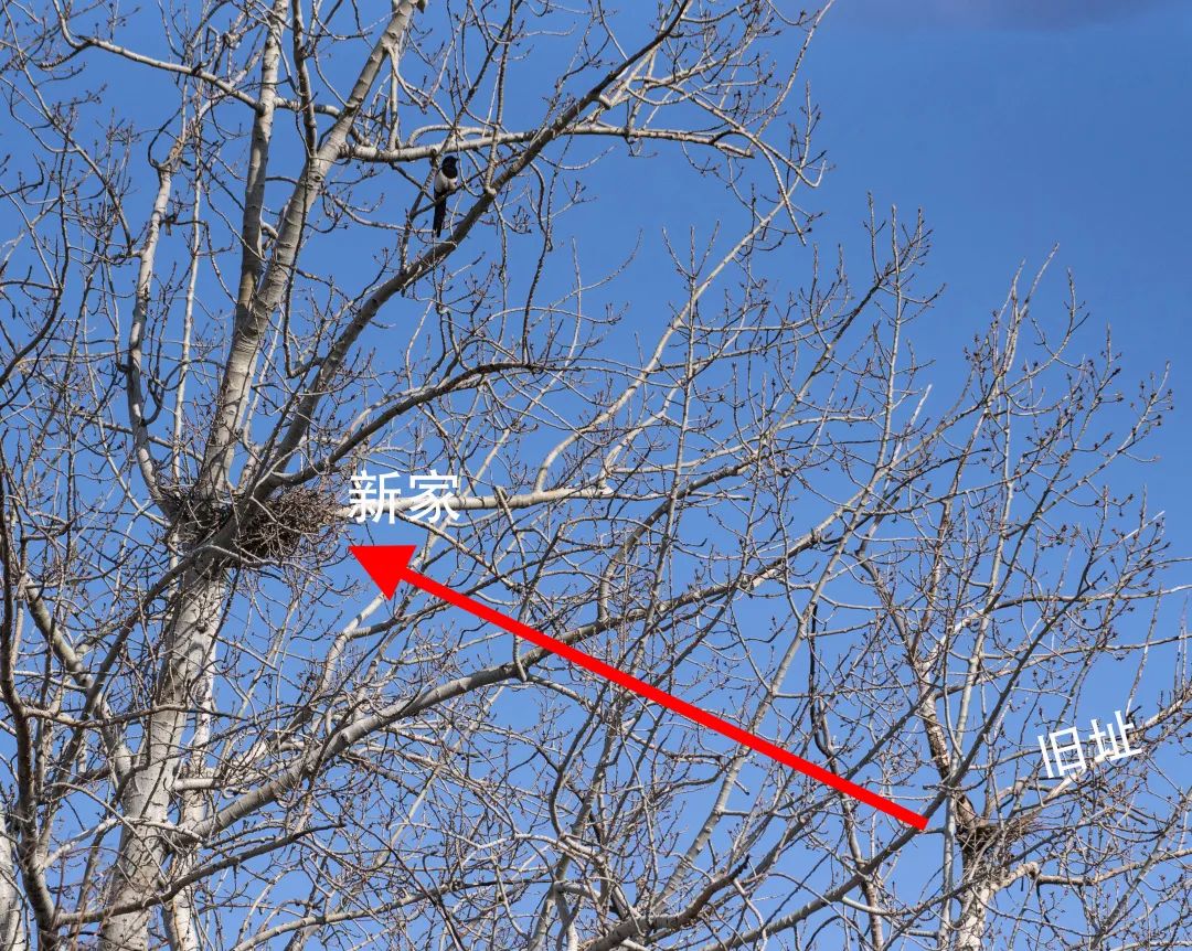 为啥乌鸦不敢招惹喜鹊,喜鹊凶猛