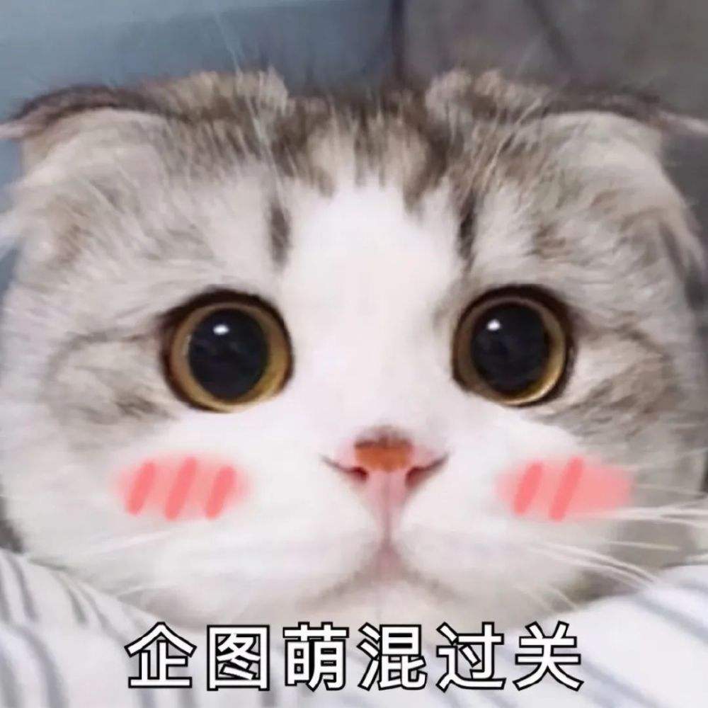 猫咪出现这些行为说明你不会养猫,猫咪有这6个表现