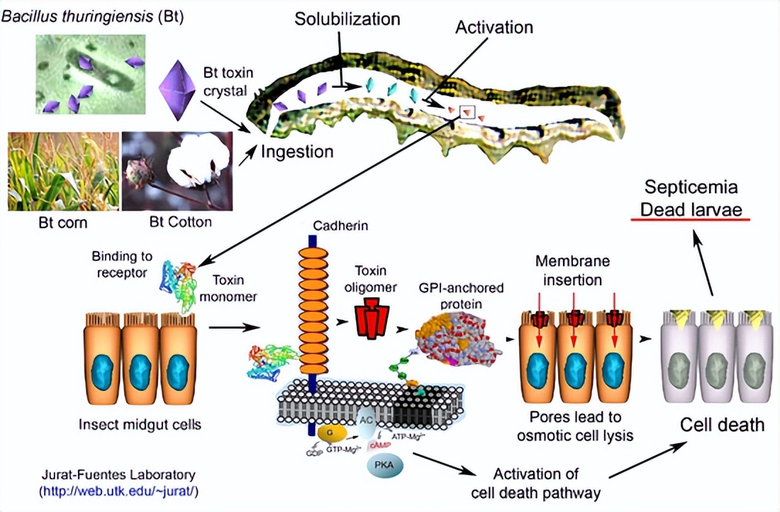 米糠营养价值研究,农业技术益处