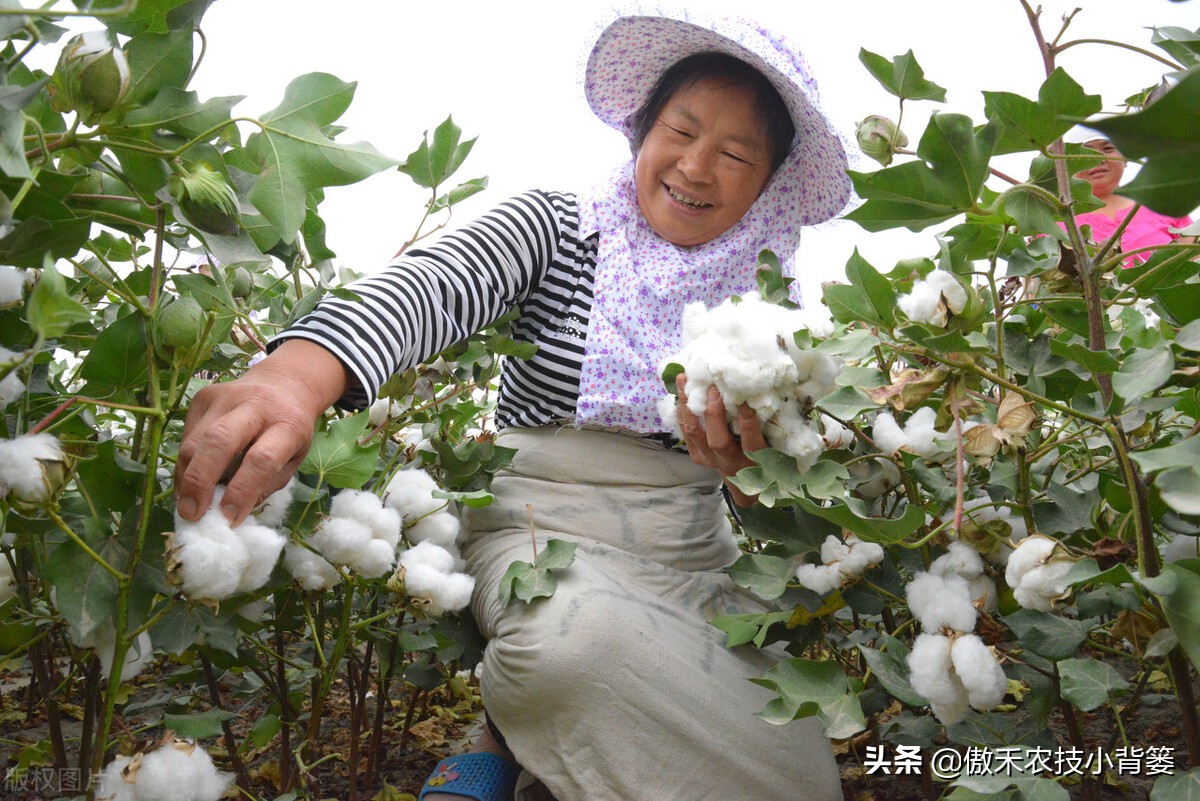 赤霉素适用于什么作物,赤霉素在不同作物上如何使用