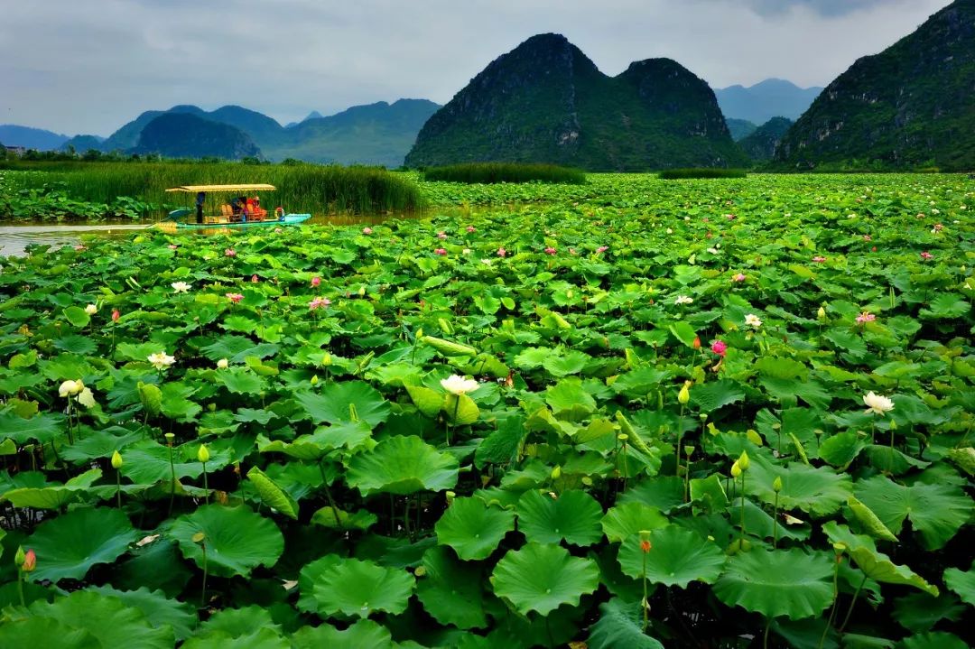 云南普者黑在哪个城市,云南普者黑最美的风景在哪里
